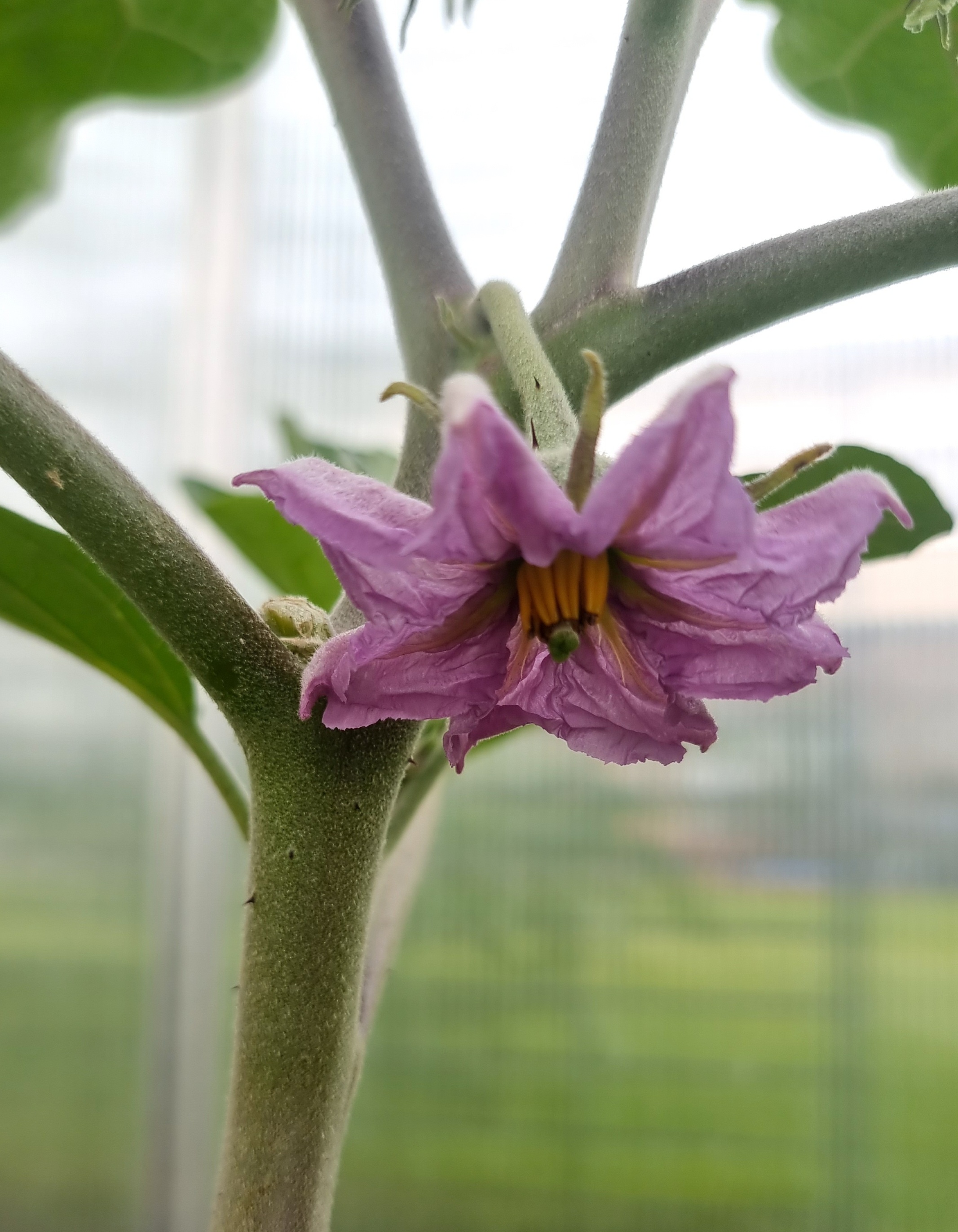 Wunderschöne lilafarbige Fruchtblüte von einer Aubergine.