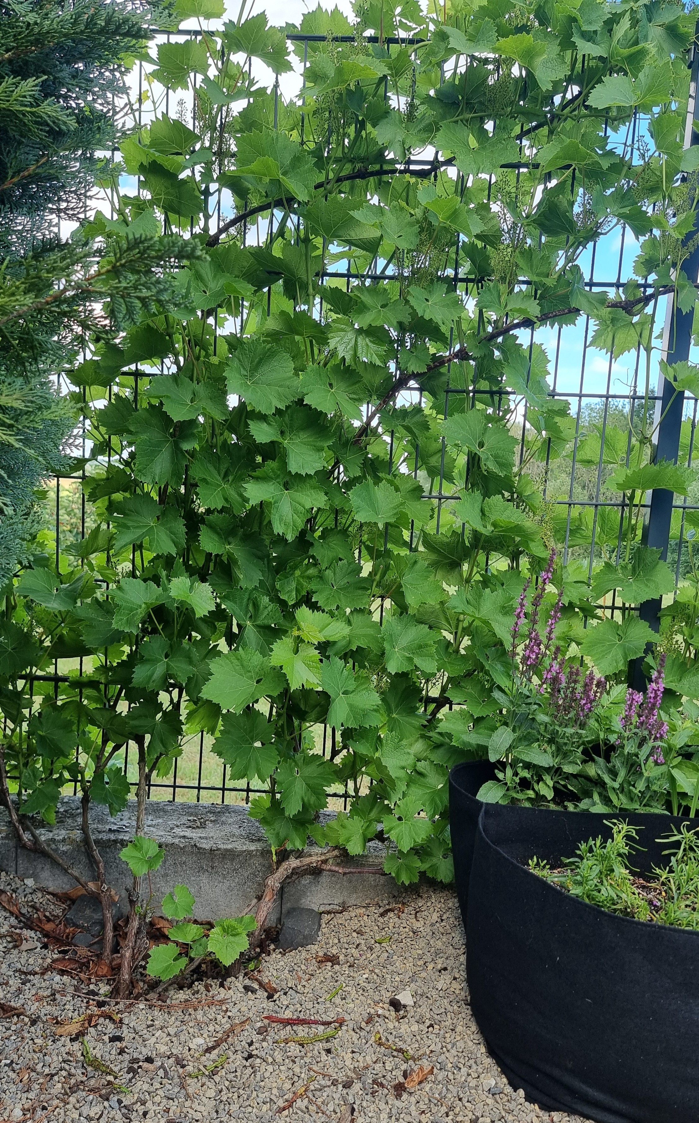Weinrebe an einem Zaun rankend. Im Vordergrund Schotter mit Rosensalbei.